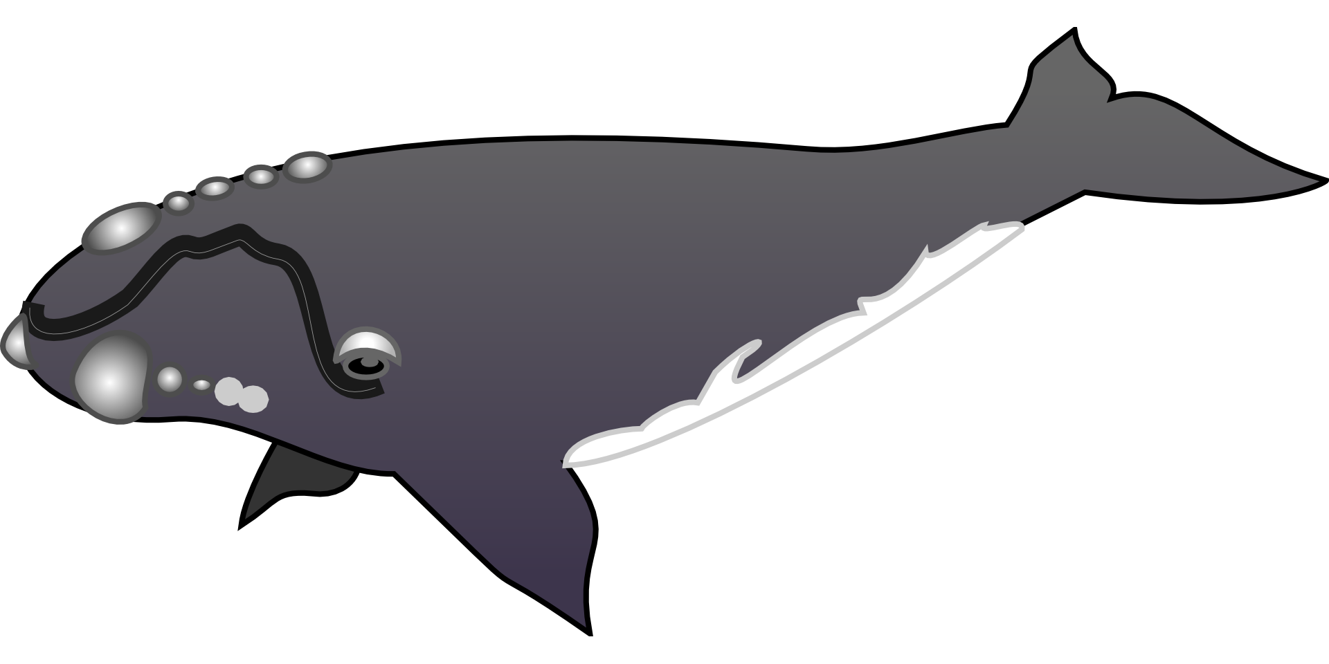 1920x960 Gray Whale Drawing Free Image