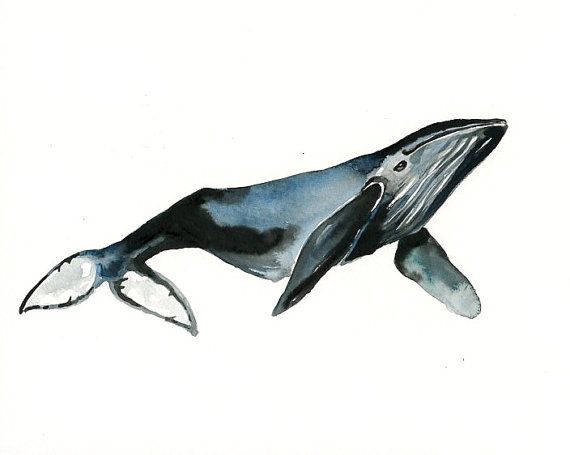 570x455 Humpback Whale Original Watercolor Painting Ink
