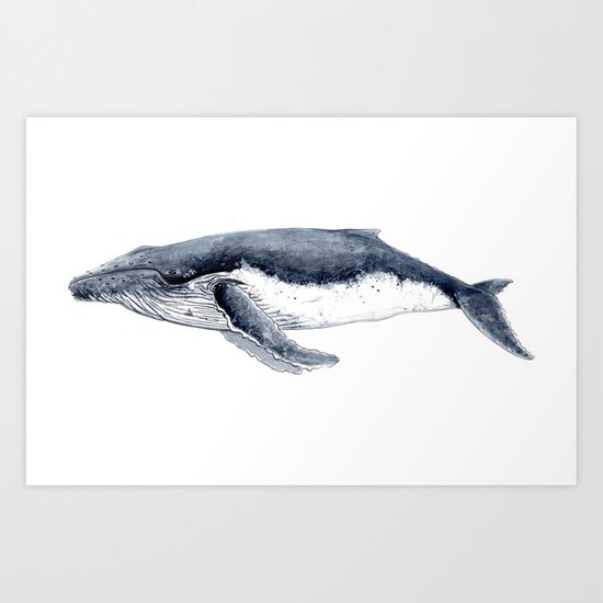 550x550 Humpback Whale