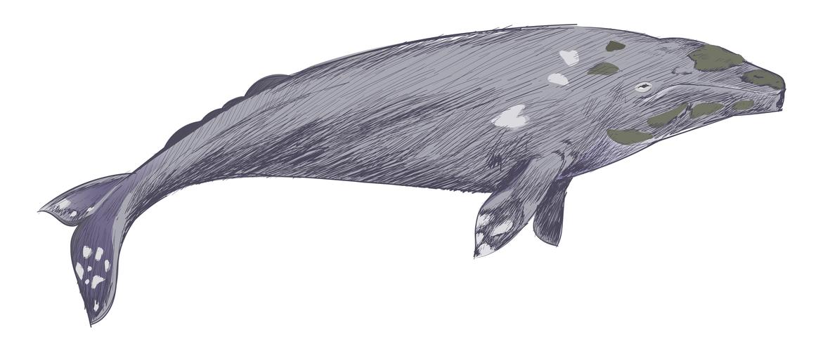 1181x490 Illustration Drawing Style Of Gray Whale