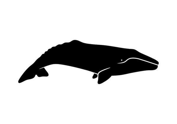 600x419 Silhouette Of Gray Whale Vector Illustration Isolated On White