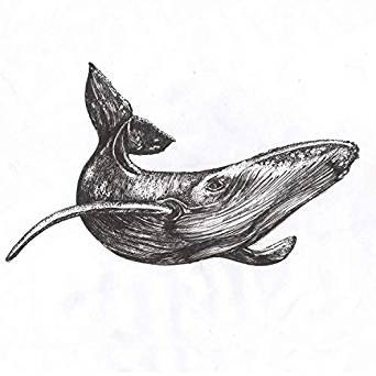 Gray Whale Drawing | Free download on ClipArtMag