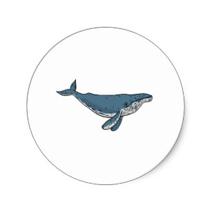 307x307 Whale Drawing Stickers Zazzle Ca
