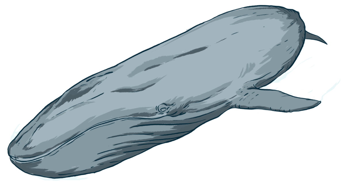 1196x653 Collection Of Free Whale Drawing Ocean Download On Ui Ex