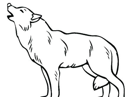 440x330 Gray Wolf Coloring