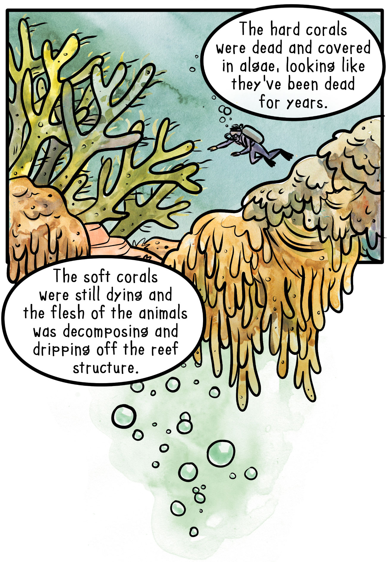 1302x1891 Why Is The Great Barrier Reef Dying