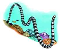 211x171 animals of the great barrier reefs full color line art