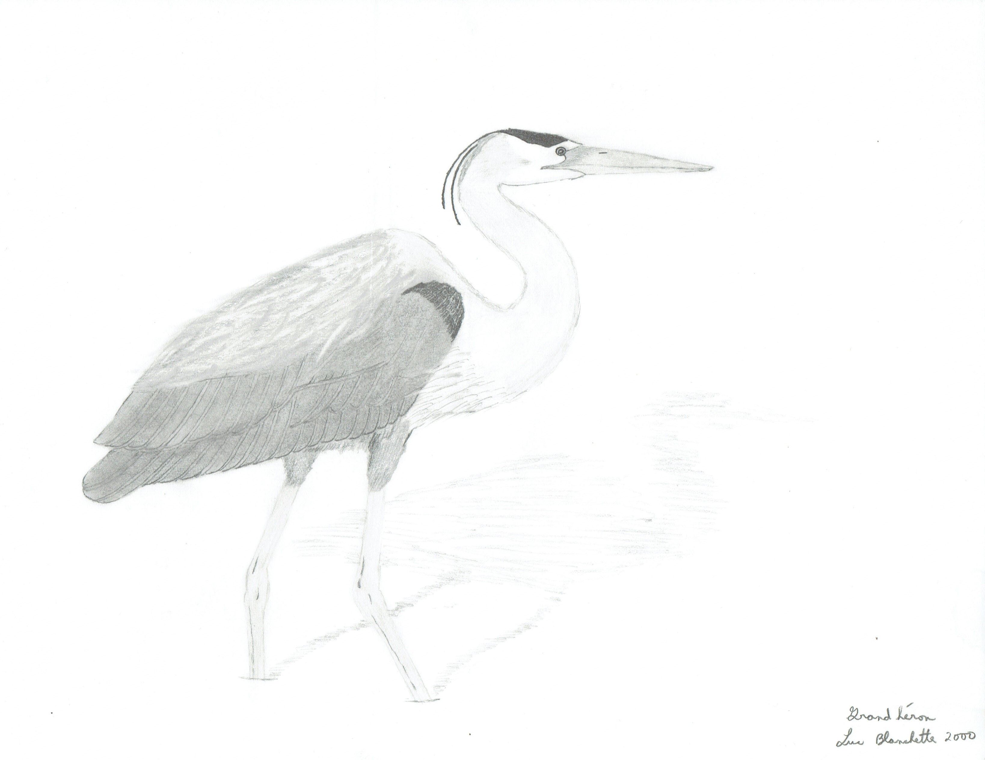 3276x2526 Grand Great Blue Heron Mes Dessins D'oiseaux