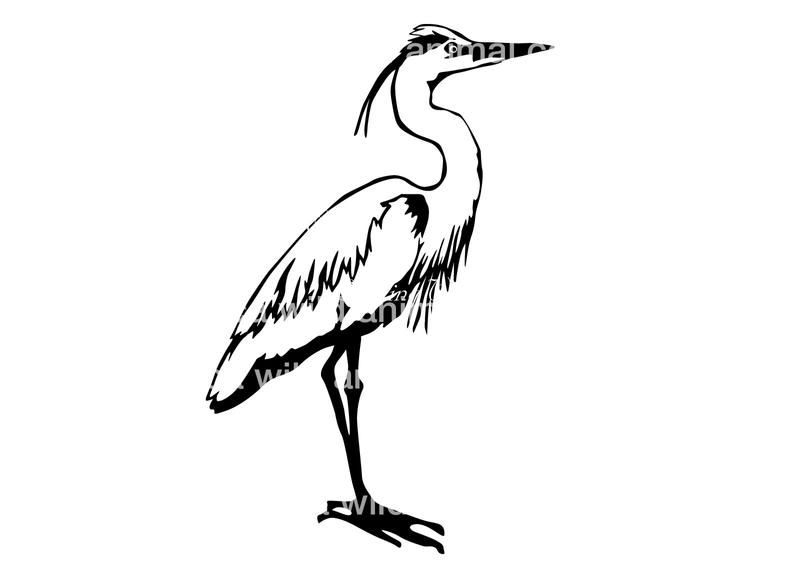 794x562 Great Blue Heron Clipart Vector Graphic Art Bird Etsy