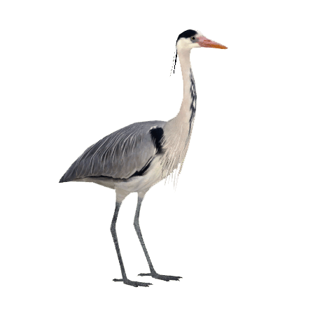 450x450 Grey Heron Transparent Png