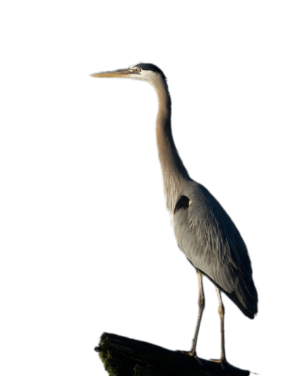 400x533 Herons Png