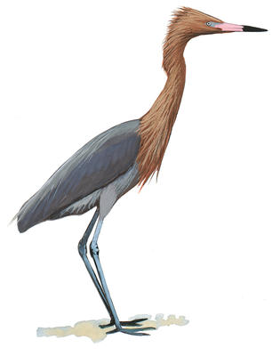 306x400 Little Blue Heron Audubon Field Guide