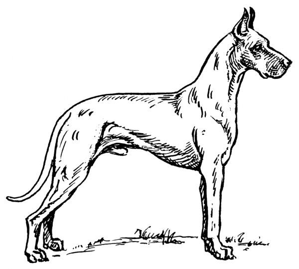 600x539 Great Dane Drawing