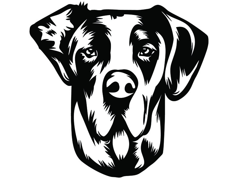 798x600 Great Dane Happy Dog Breed Champion Pedigree Canine Etsy