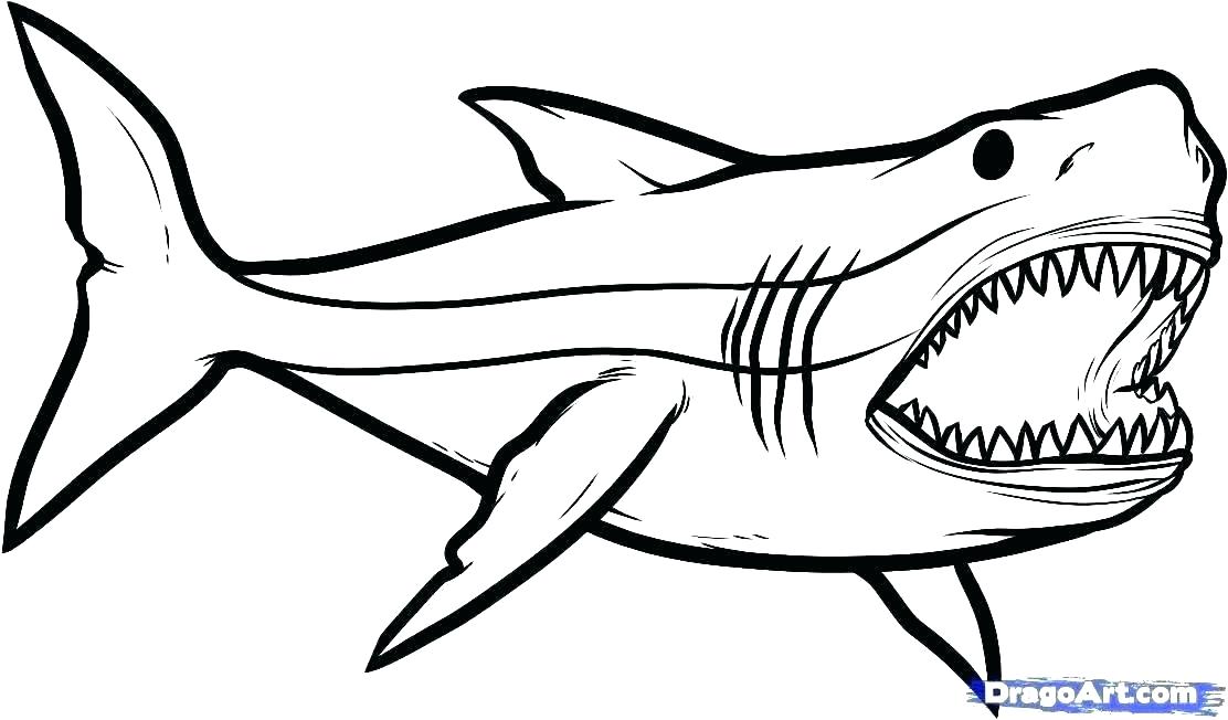 1112x652 Hammerhead Shark Color Hammerhead Shark Coloring