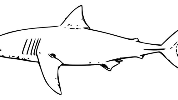 570x320 How To Draw A Shark Step