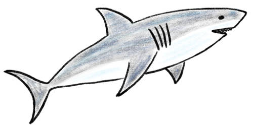 500x250 Huge Collection Of 'shark Pictures Drawing' Download More Than