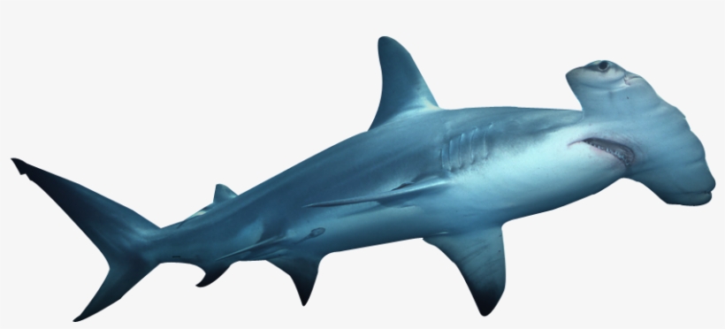 820x372 Sharks Drawing Hammerhead Shark