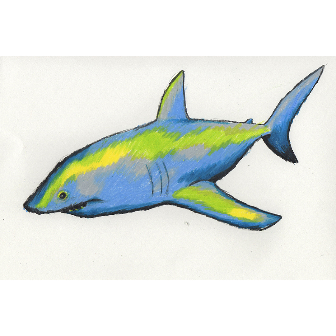1080x1080 Great White Shark Color Sketch Andrea Vickery