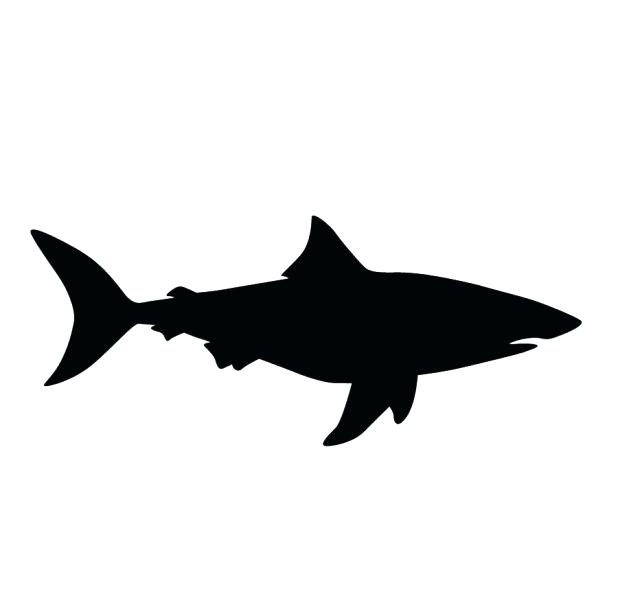 618x603 How To Draw A Great White Shark Enhance Collection Of Drawing
