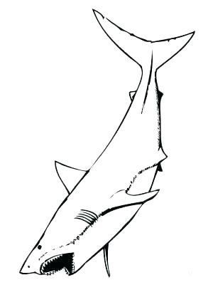 300x400 Great White Shark Coloring