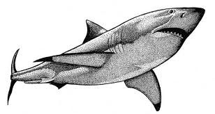 Great White Drawing | Free download on ClipArtMag