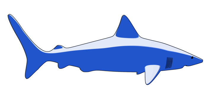 716x340 Great White Shark Cartoon Drawing Cartilaginous Fishes Cc0