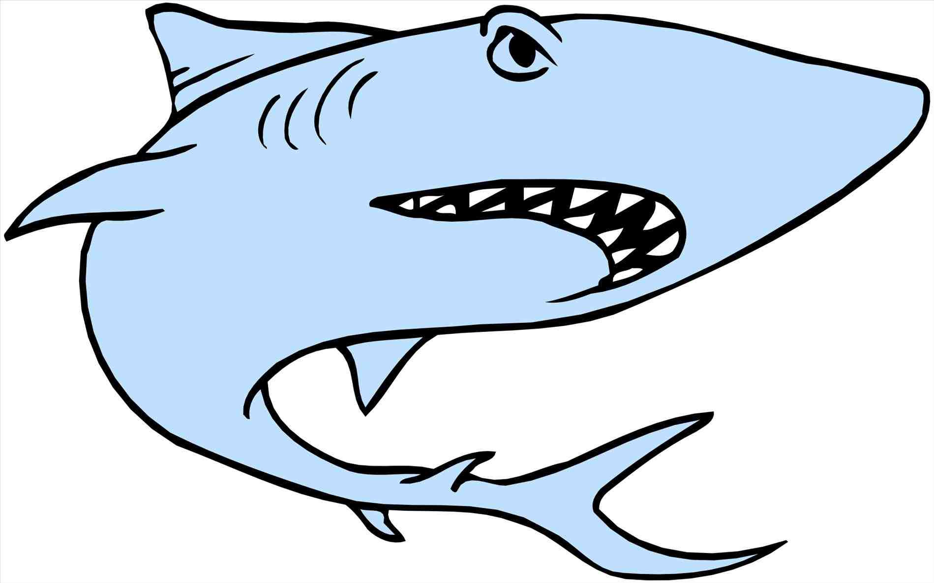 1899x1186 How To Draw A Great White Shark Draw Alima Us