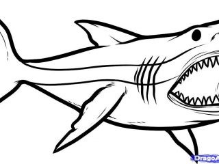 320x240 At Megalodon Coloring Page