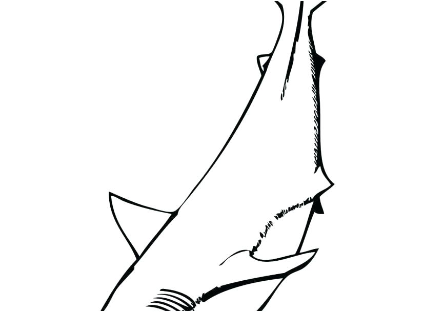 827x609 Great White Shark Coloring