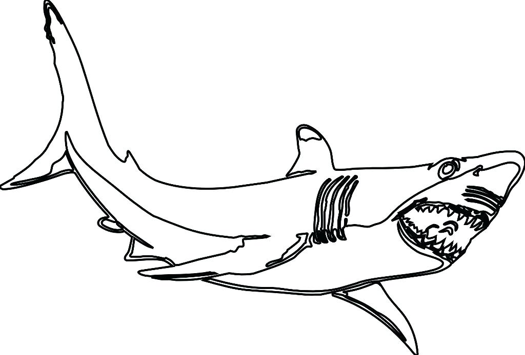 1024x694 Shark Drawing Great White Shark For Free Download