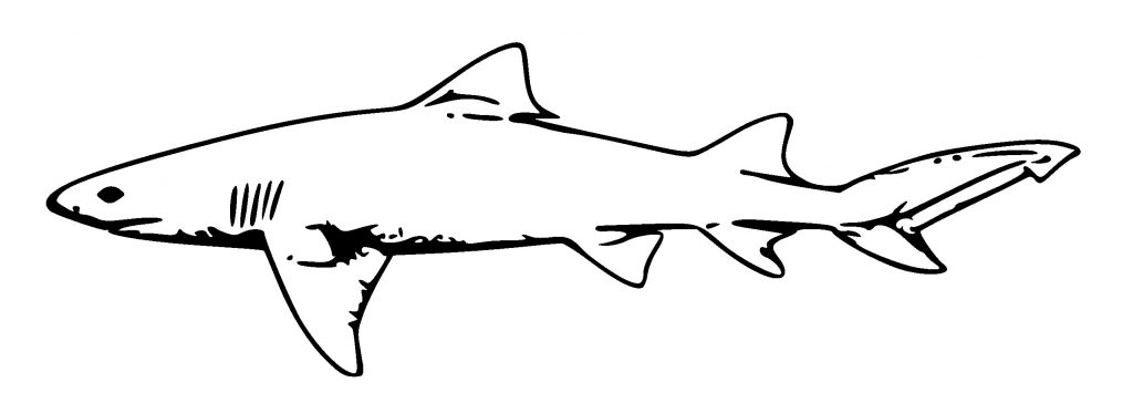 1024x364 How To Draw A Great White Shark Save Shark Draw