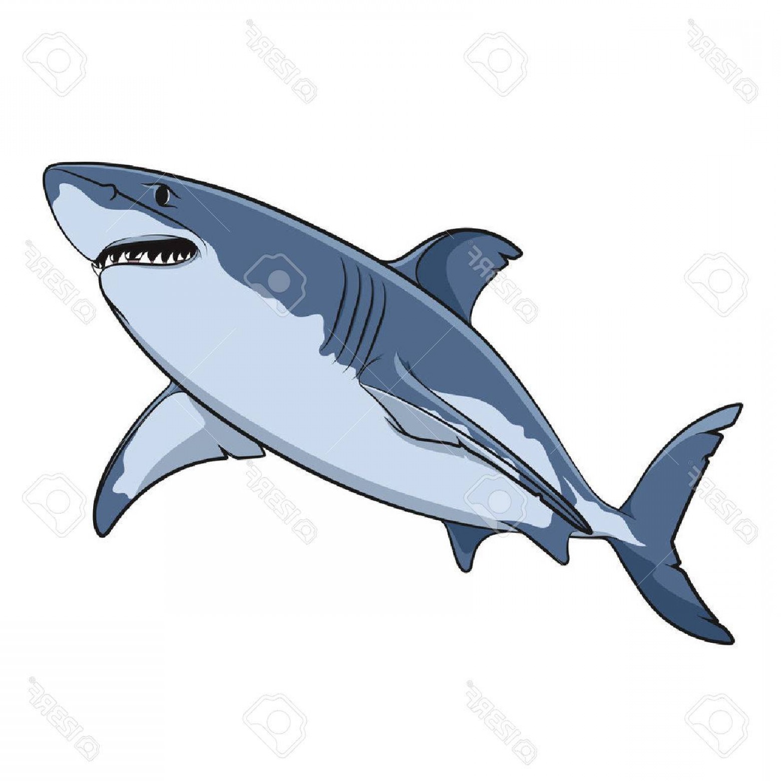 1560x1560 Photostock Vector Vector Drawing Of A Great White Shark Isolated