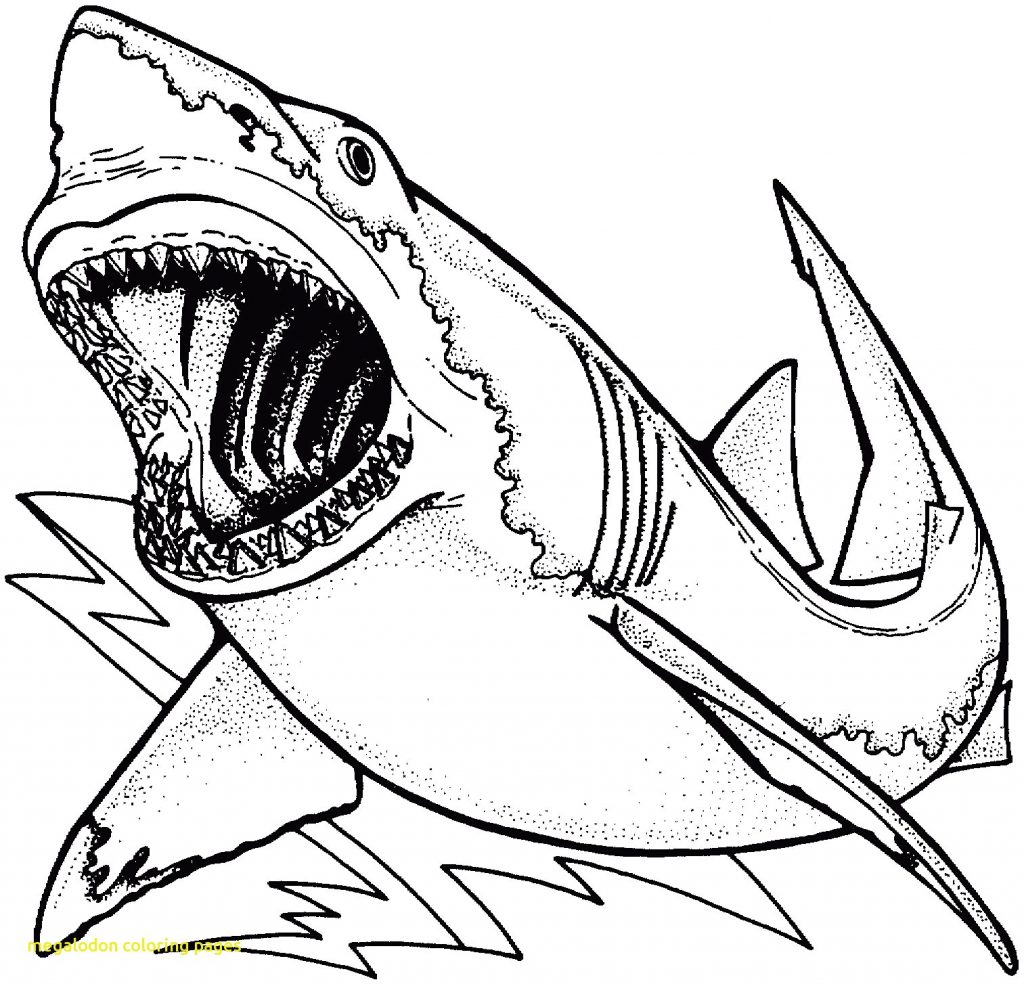 1024x984 Pioneering Megalodon Coloring Pages With Shark Drawing