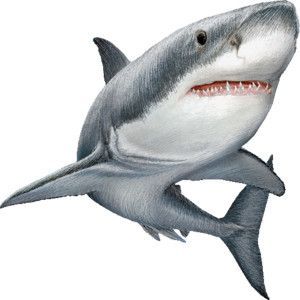 300x300 Shark Clip Art
