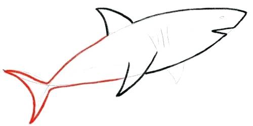 500x250 Shark Drawing How To Draw Shark Fish Drawing Images