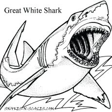 230x230 Great White Shark Coloring Pages