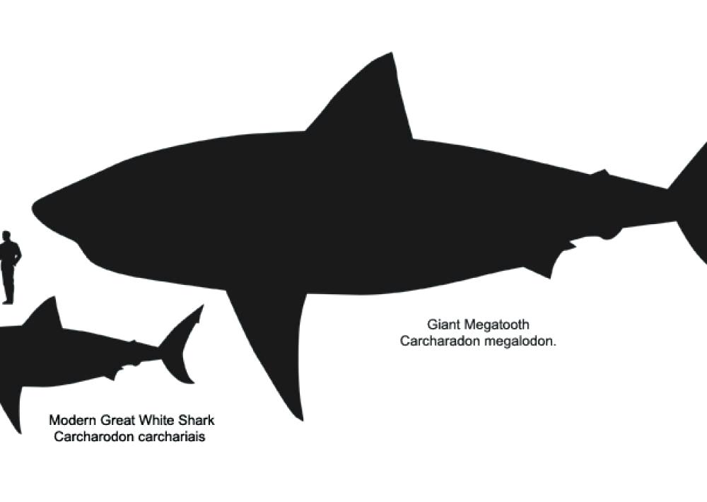 Great White Shark Outline Drawing | Free download on ClipArtMag