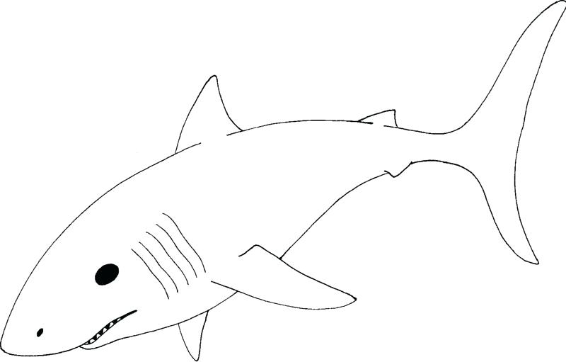 Great White Shark Outline Drawing | Free download on ClipArtMag