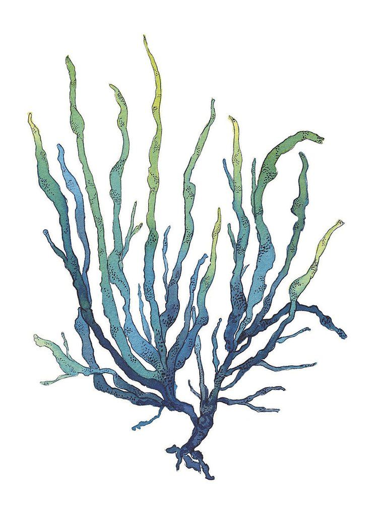 746x1024 Blue Green Seaweed Watercolor Painting Archival Art Print Nautical