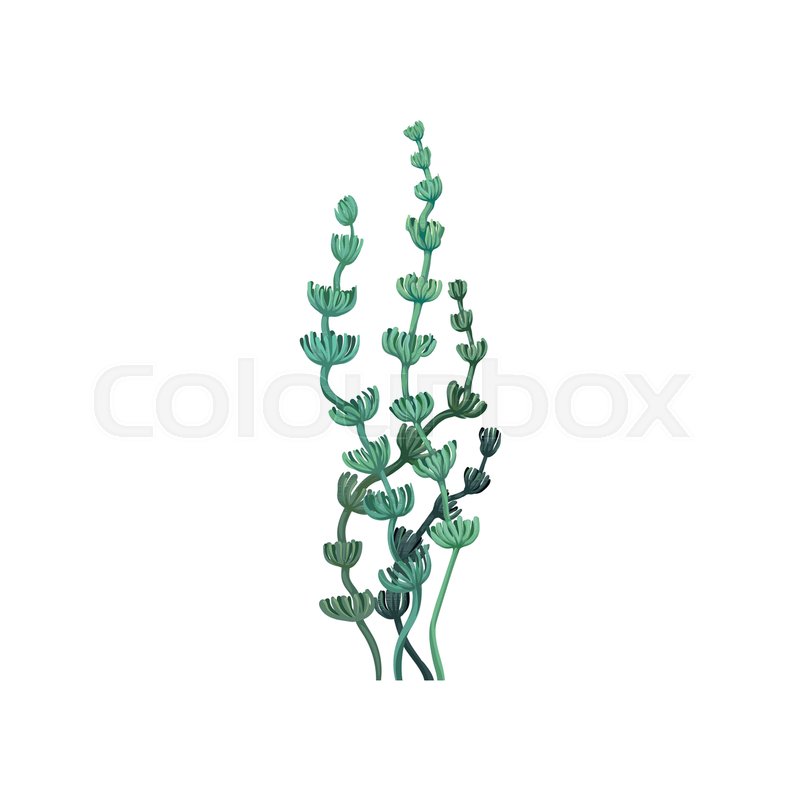 800x800 Green Underwater Seaweed, Aquatic Stock Vector Colourbox