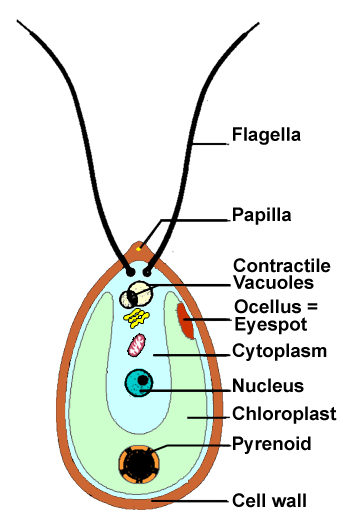 343x527 groenwieren green algae chlorophytae