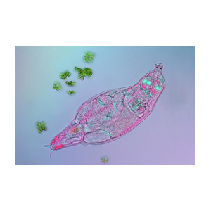 300x300 Rotifer And Green Algae Photograph