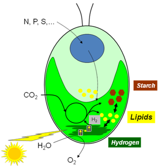 322x338 Triacylglycerol Biosynthesis In Eukaryotic Microalgae