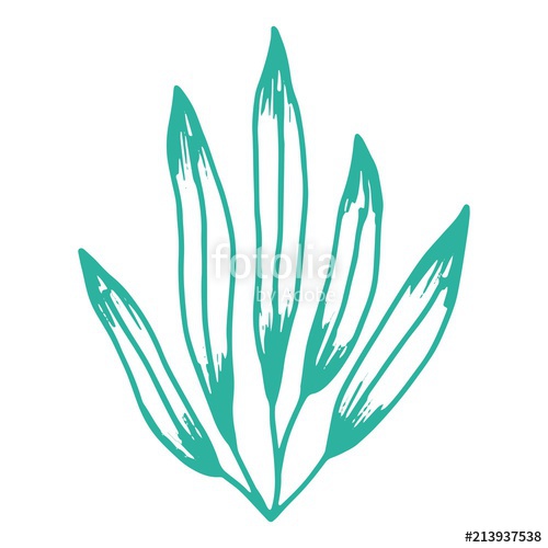 500x500 Algae Isolated Hand Drawing On White Background Sea Plant Stock