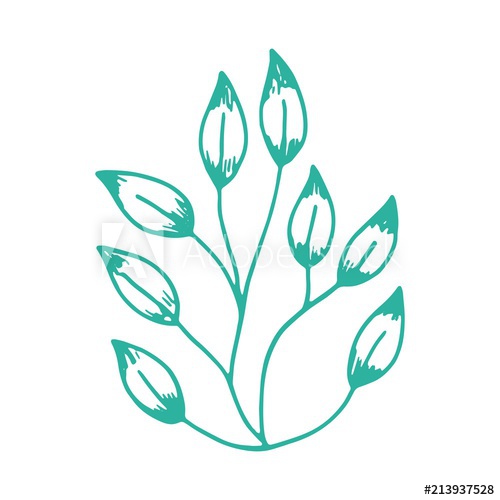 500x500 Algae Isolated Hand Drawing On White Background Sea Plant