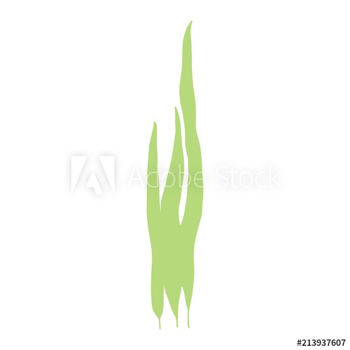 500x500 Algae Leaves Isolated Hand Drawing On White Background