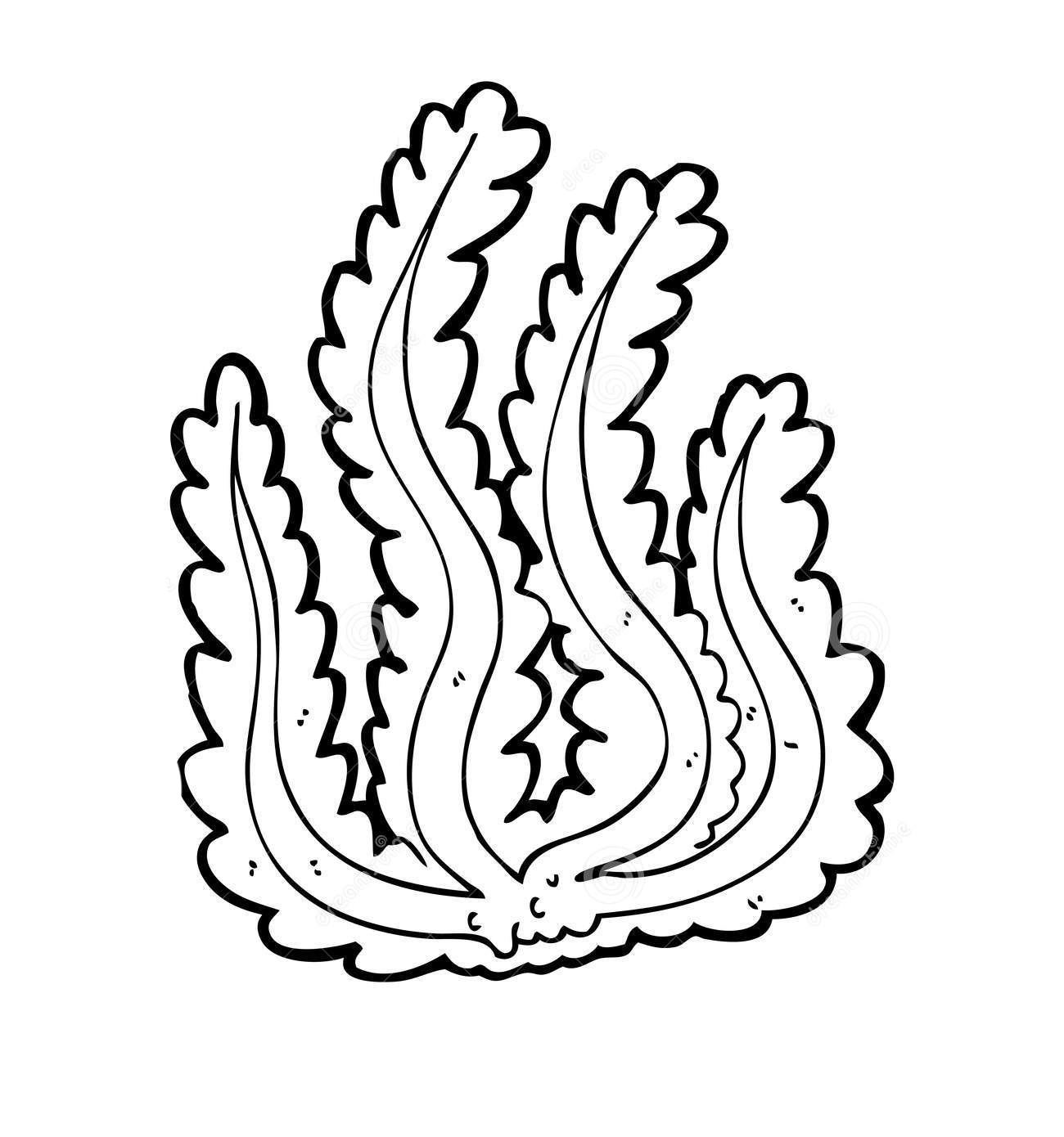1300x1390 algae drawing cartoon for free download