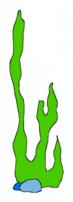 250x685 algae clipart outline, picture