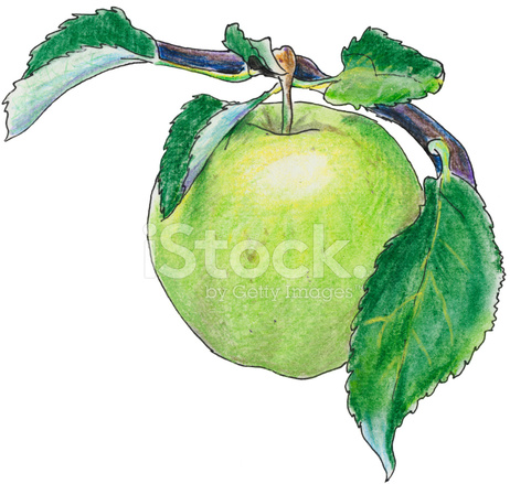 462x439 Green Apple On Tree Stock Vector